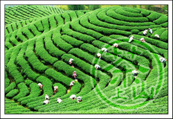 �o(w��)�a����ɽ��S