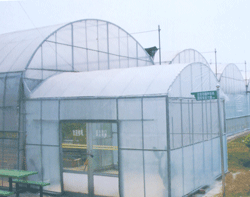 ��Ĥ����