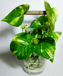 ��(chu��ng)��DIY���� ���ֹ����ܺ�����ƿ+ˮ��G�}һ�ݣ�