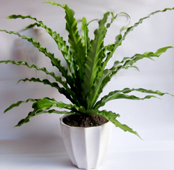 ���~�B(ni��o)��ާ