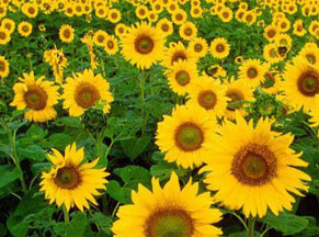 �����տ��N��