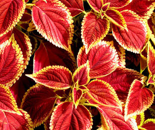 ���~�ݷN��