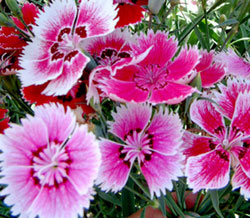 ���ʯ��N��