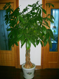 �l(f��)ؔ��