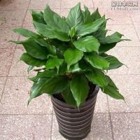 �V�|�f����