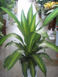 ����Ҳ�T�F