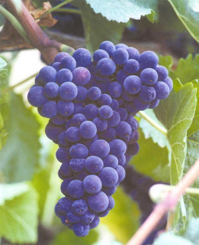 �a(ch��n)Ʒչʾ